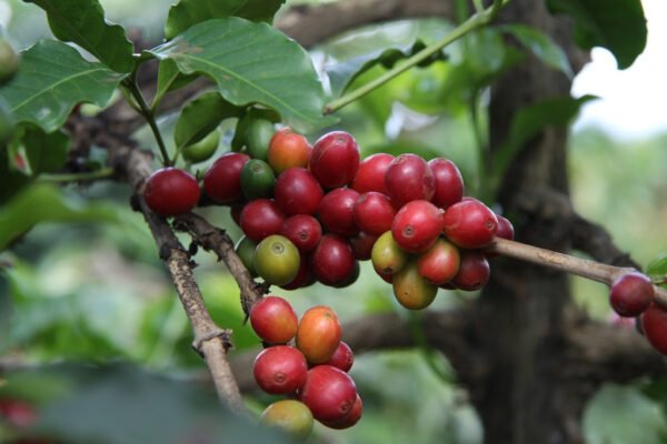Cà Phê Arabica Rang Mộc Nguyên Chất 17 Vùng Trồng Cà Phê Arabica Tại Việt Nam
