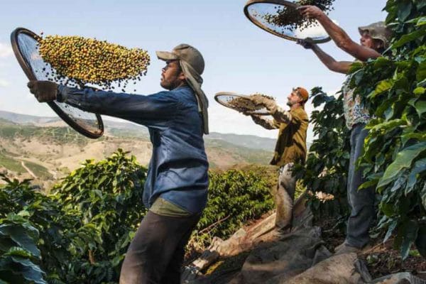 vùng trồng cà phê arabica trên thế giới