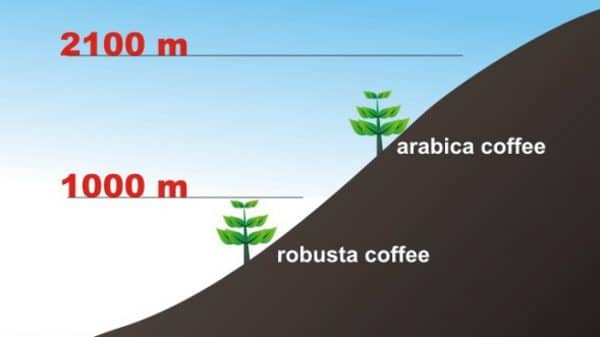 điều kiện trồng khác biệt giữa hai loại cafe arabica và robusta