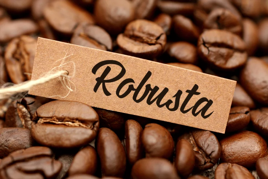 Cà Phê Robusta Là Gì?