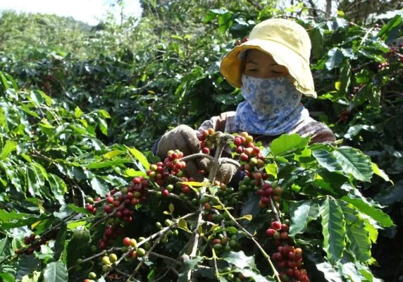 4 Cách Phân Biệt Cà Phê Arabica Và Robusta 4