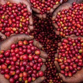 Giá Cà Phê Arabica Tại Devafood: Cập Nhật Mới Nhất &Amp; Cam Kết Chất Lượng