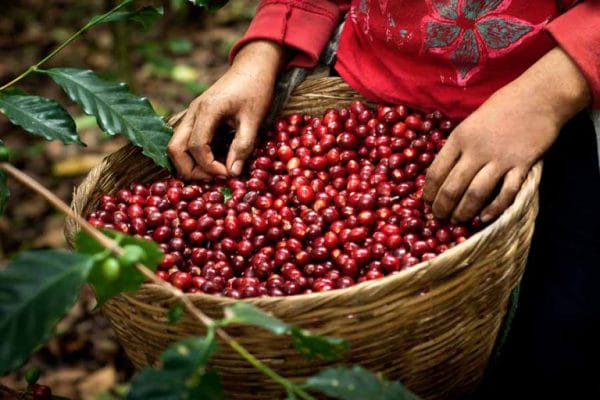 Cà Phê Arabica Rang Mộc 100% Nguyên Chất (1Kg)