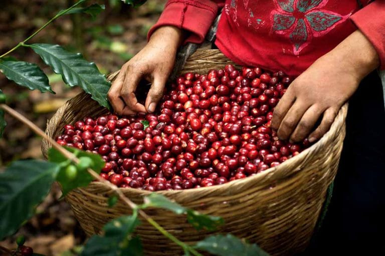 Cà Phê Arabica Rang Mộc 100% Nguyên Chất (1kg)