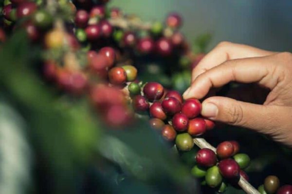 so với những giống arabica khác thì cafe moka là một giống cây khó trồng, dễ bị sâu bệnh và mất rất nhiều công chăm sóc. vì vậy nó cũng có những đặc điểm riêng biệt về hình dạng cây, quả và hương vị đặc trưng.