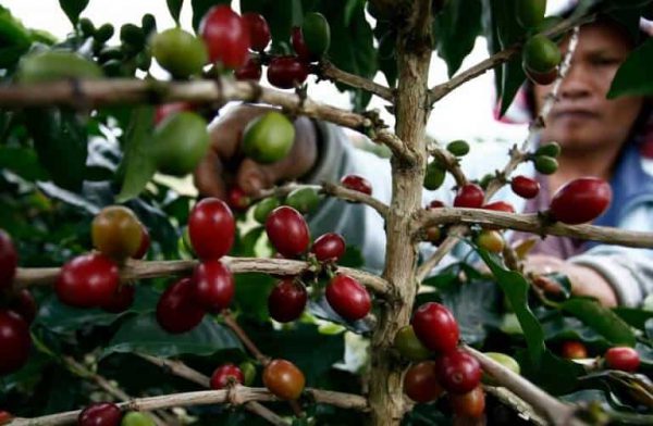 ở việt nam, cà phê moka được trồng ở vùng cầu đất, đà lạt.