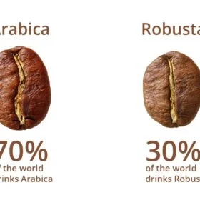 Robusta Vs Arabica