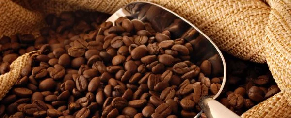Cafe Rang Mộc Là Gì? Cách Nhận Biết 2