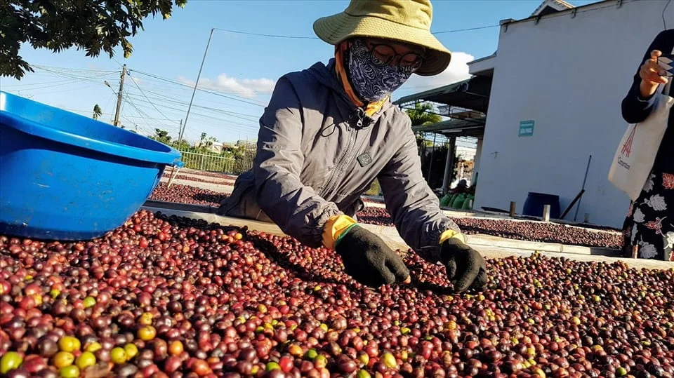 Cafe Rang Mộc Là Gì? Cách Nhận Biết 20 Quy Trình Sản Xuất Cafe Rang Mộc