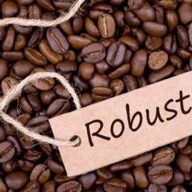 robusta coffee