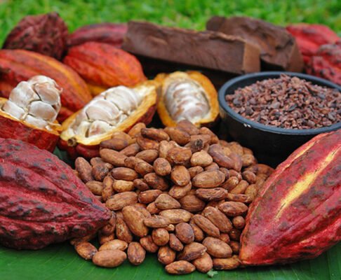 cacao chứa các thành phần bảo vệ sinh học giúp ngăn ngừa nhiễm virus!