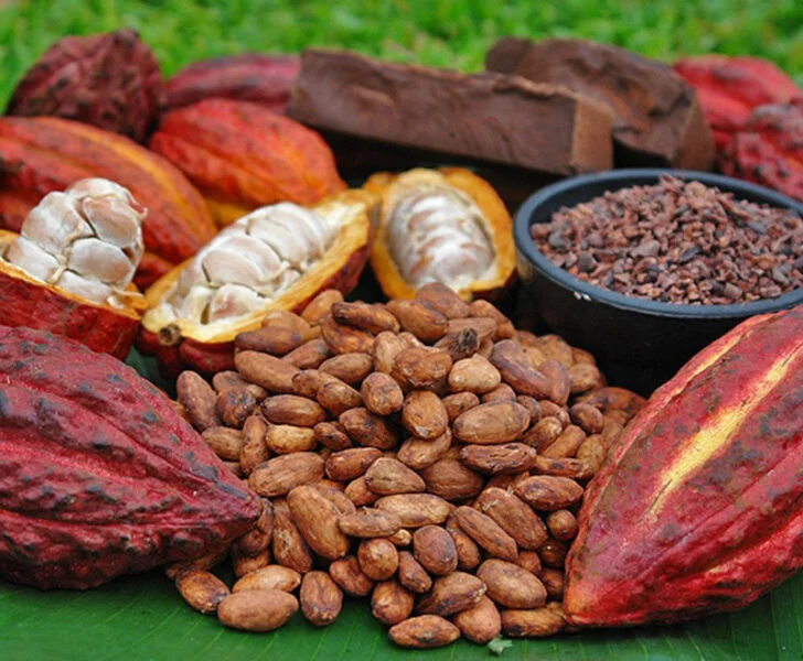 Cacao Chứa Các Thành Phần Bảo Vệ Sinh Học Giúp Ngăn Ngừa Nhiễm Virus!