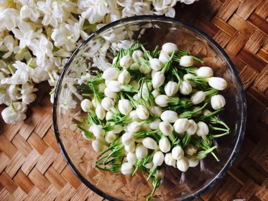 Ướp Trà Hoa Nhài
