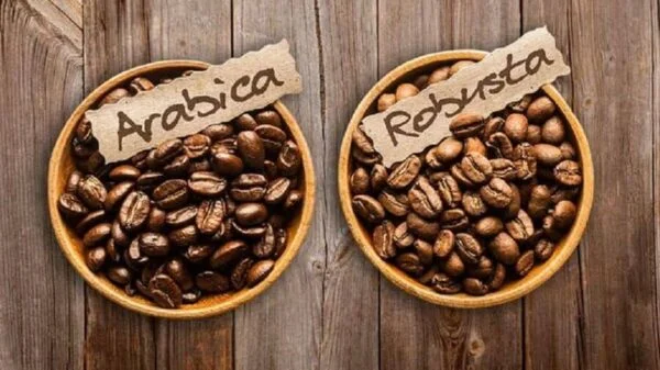 Cà Phê Arabica Và Robusta