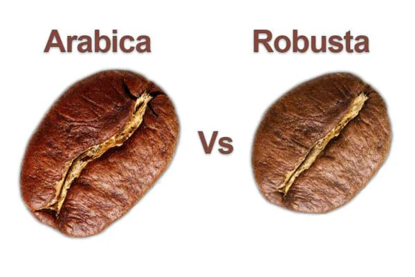 cách nhận biết cà phê robusta nguyên chất