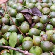 Macca Rang Nứt Vỏ 500G 5 hat macca tuoi