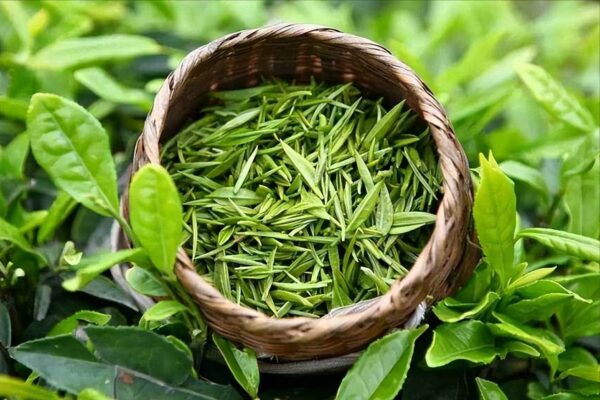 Tra Dinh Tan Cuong